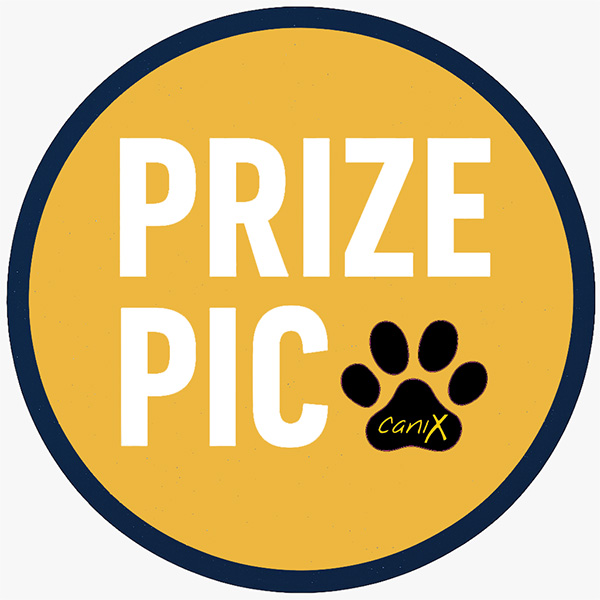 Wyre Forest 26th Jan 2025 Dog Photography Competition